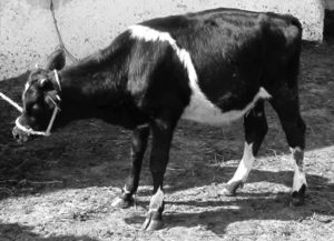 pasteurizedmilkcalf5months